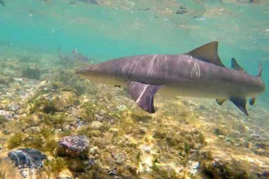 Salt Pans & Lemon Sharks Experience - The Best Mindset for Lemon Sharks: Calm, Respectful, Ready
