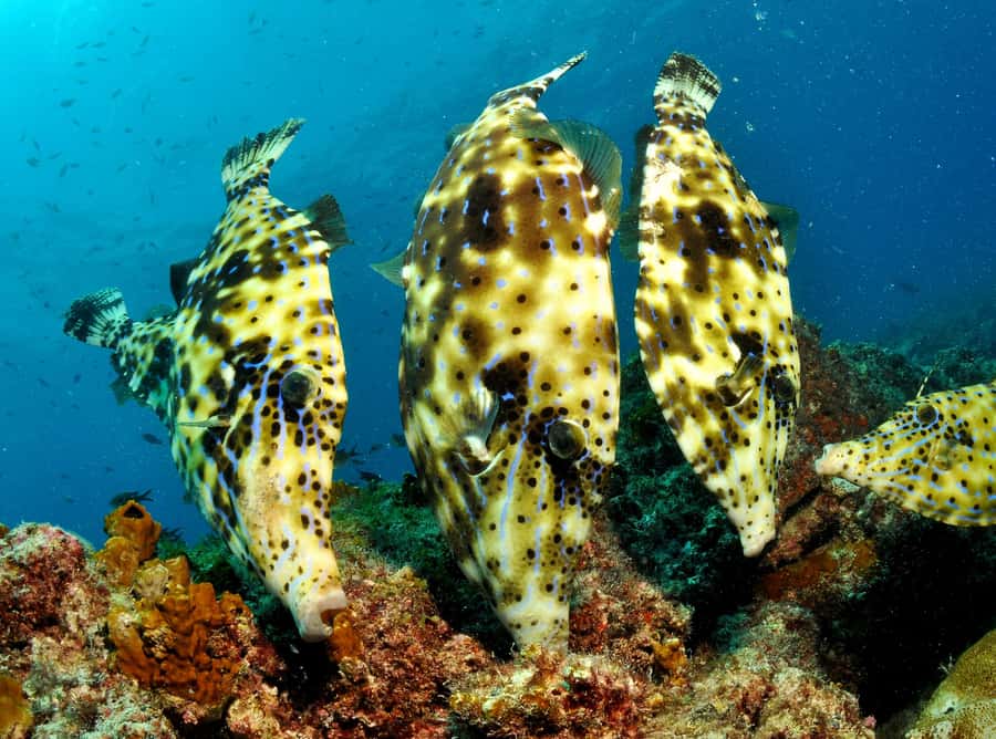 Santa Maria: Discover Scuba Diving - Key things that make this experience work