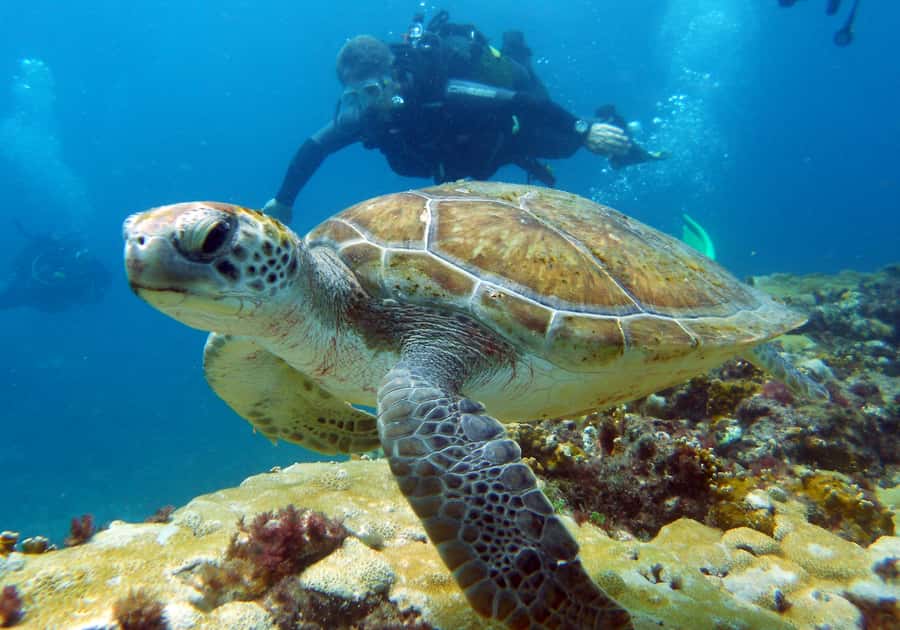 Santa Maria: Discover Scuba Diving - First-time scuba in Sal: why the format makes sense