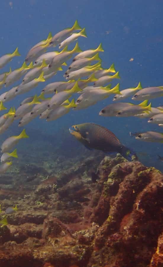 Santa Maria: Guided Snorkeling and Reef Tour - Farol reef and the Bay of Santa Maria: what you might see