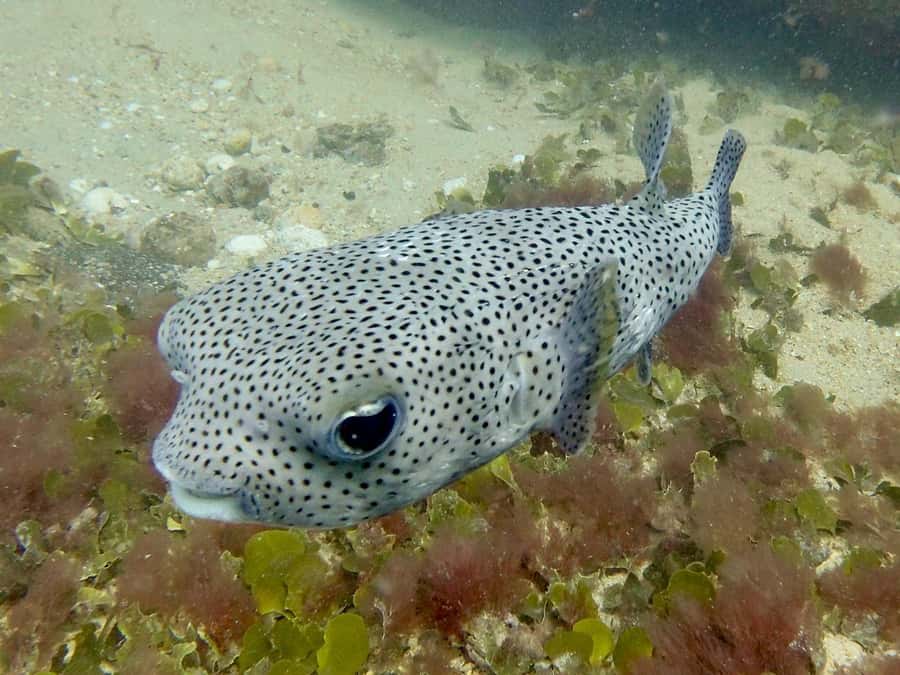 Santa Maria: Guided Snorkeling and Reef Tour - Bolama wreck and shipwreck moments, including turtles