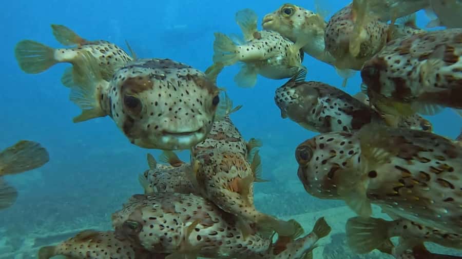Santa Maria: Guided Snorkeling and Reef Tour - When sea state turns rough: how to snorkel confidently