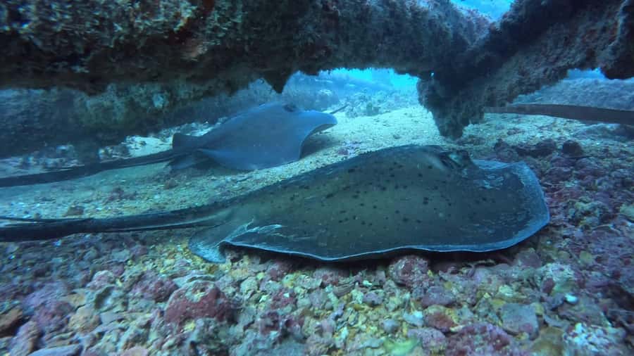Santa Maria: Guided Snorkeling and Reef Tour - Price and value: is $44 fair for 2 hours in Sal