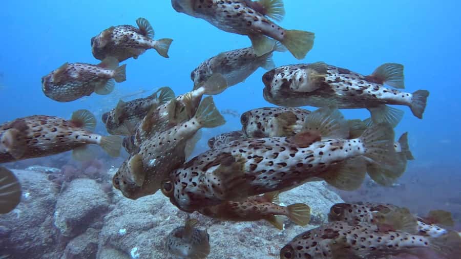 Santa Maria: Guided Snorkeling and Reef Tour - Quick tips to make your experience smoother