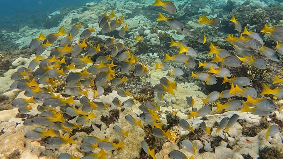 Santa Maria: Guided Snorkeling and Reef Tour - Should you book this Santa Maria snorkeling tour?