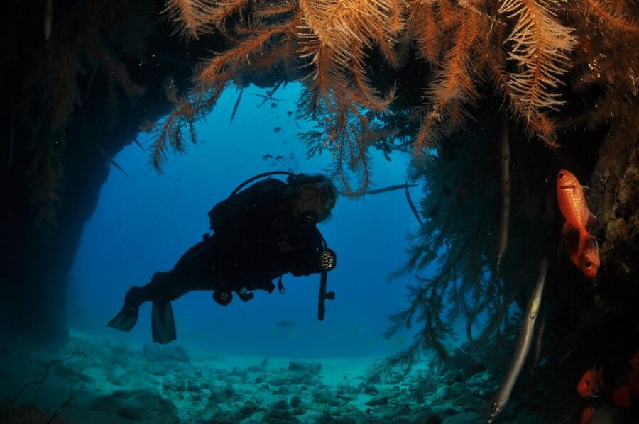 Santa Maria: Half-Day Diving Trip in Sal with Pickup - The “what will I see” part: tropical plus Mediterranean marine life in Sal