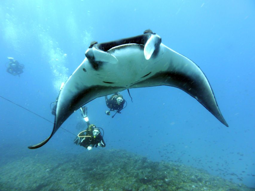 Santa Maria: Half-Day Diving Trip in Sal with Pickup - The vibe on board: friendly, family-style, and environment-minded