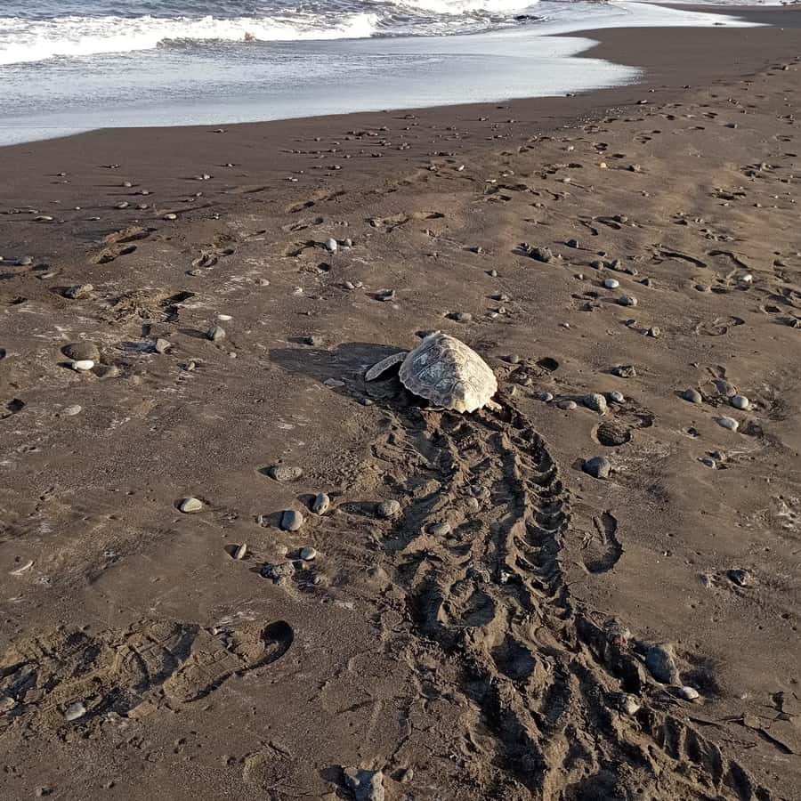 Santa Maria: Sal Island Sea Turtle Watching Experience - Key Things I’d Put on Your Must-Do List