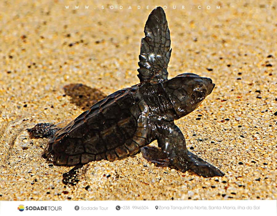 Santa Maria: Sal Island Sea Turtle Watching Experience - Why Night Turtle Nesting on Sal Feels So Immediate