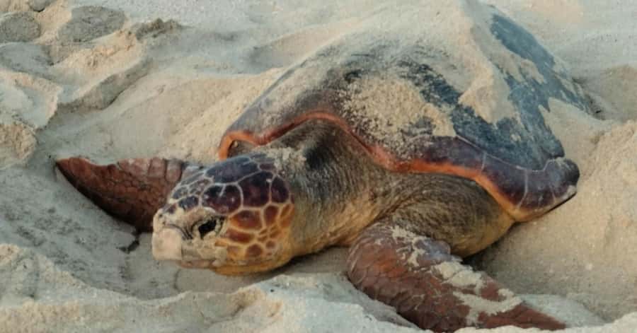 Santa Maria: Sal Island Sea Turtle Watching Experience - Kite Beach at Night: The Walk, the Wait, and the Moment It Happens
