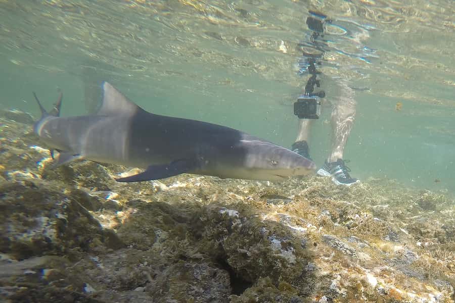 Santa Maria: Salt Mine, Natural Pool, and Shark Bay Tour - Salt Mine Finale: Medicinal Salt Water Float and the Moon-Like Crater
