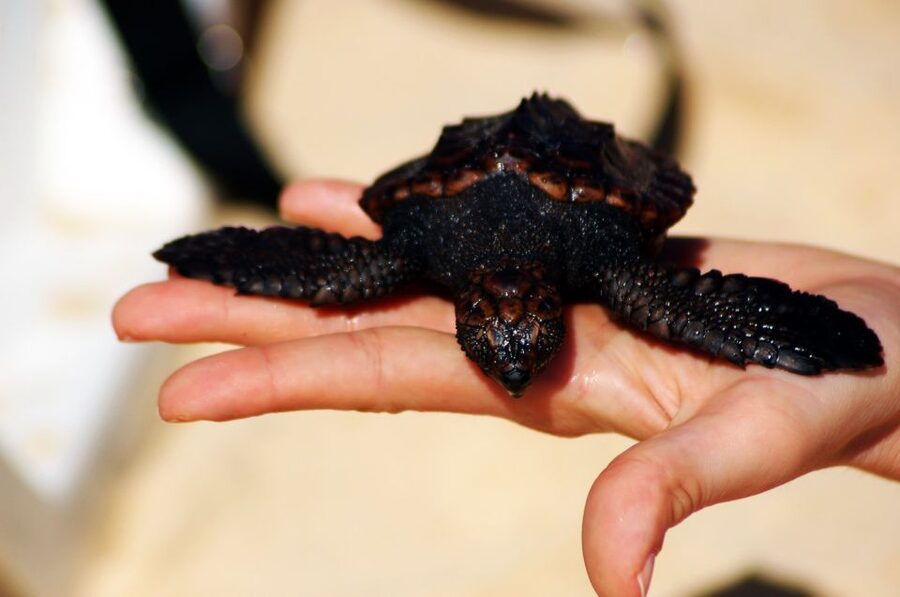Santa Maria: Sea Turtle Watching Experience on Sal Island - Key highlights that make this turtle watch worth your time