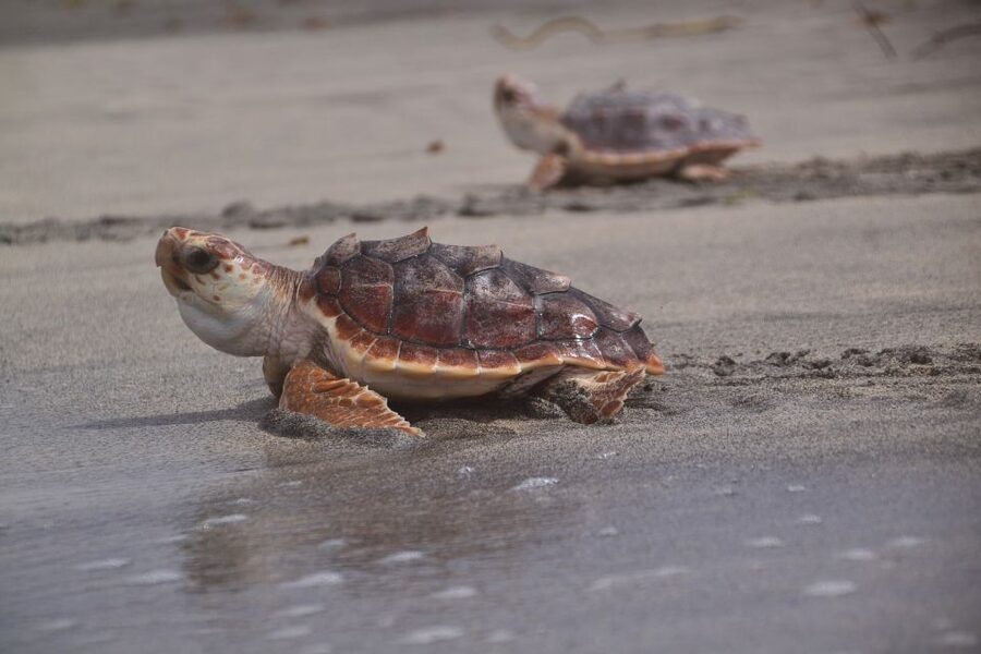 Santa Maria: Sea Turtle Watching Experience on Sal Island - Who This Turtle Watch Tour Fits Best on Sal