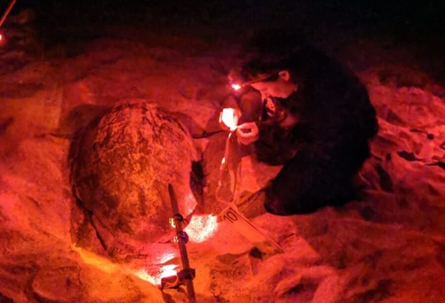 Santa Maria: Sea Turtle Watching Experience on Sal Island - Why Sal’s Night Turtle Walk Feels So Special