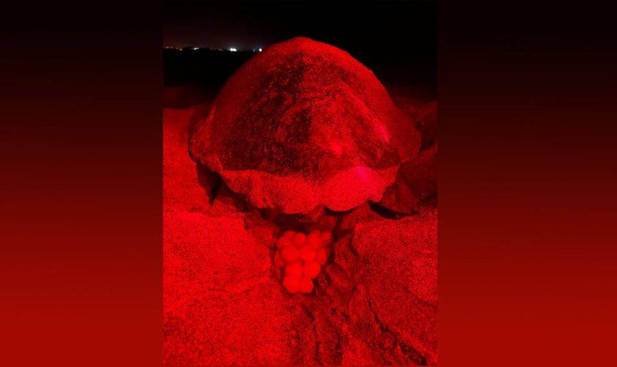 Santa Maria: Sea Turtle Watching Experience on Sal Island - Pickup at 8 PM, Variable Beach Time, and Why Patience Pays