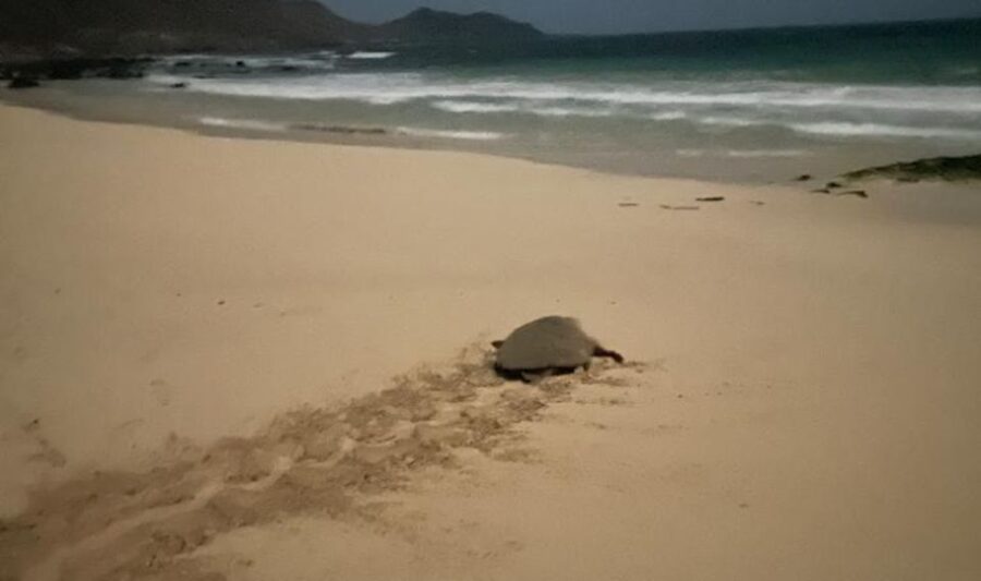 Santa Maria: Sea Turtle Watching Experience on Sal Island - What Time on the Sand Looks Like (And What Can Go Wrong)