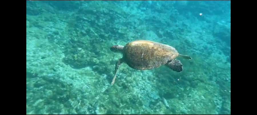 Santa Maria: Snorkeling Boat Tour - Key things to know before you book