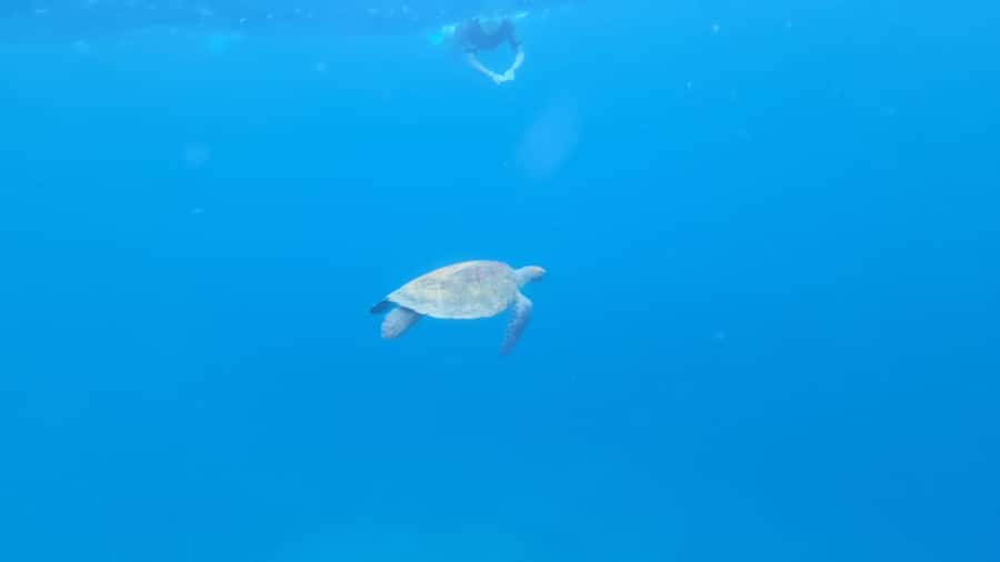 Santa Maria: Snorkeling Boat Tour - Transfers, meeting point, and how to avoid small frustrations