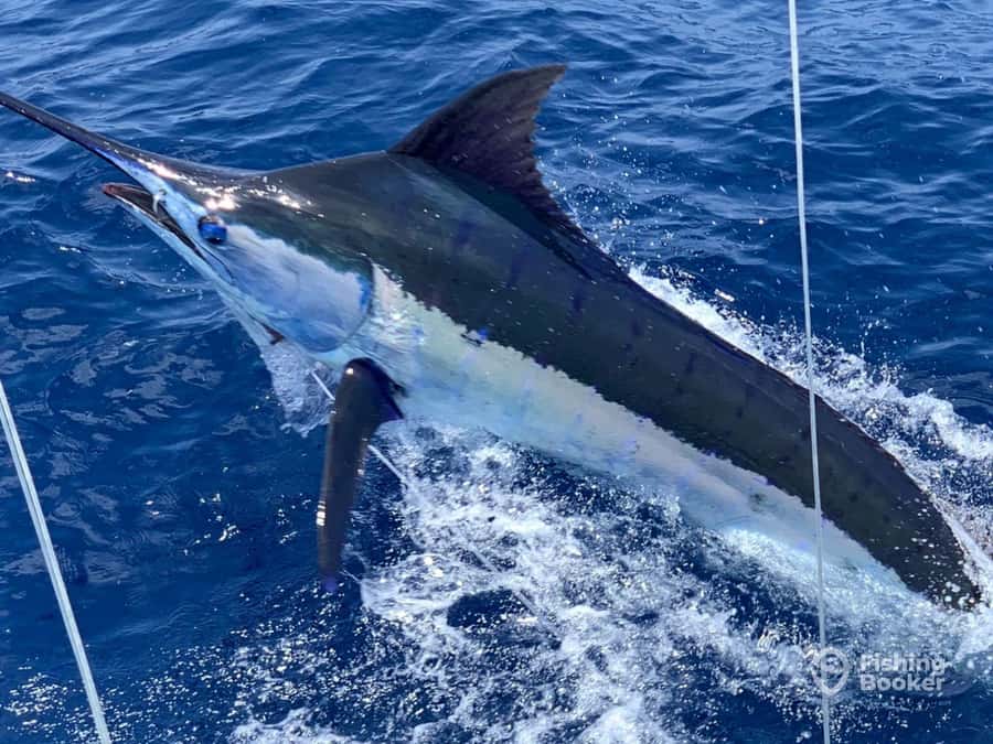 Santa Maria: Trolling Fishing Trip - The Fish Targets: Barracuda, Tuna, and Marlin (And How to Think About the Odds)