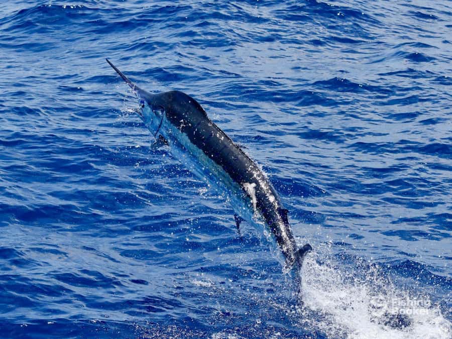 Santa Maria: Trolling Fishing Trip - Small Group Size and the Value of “More Time With the Crew”