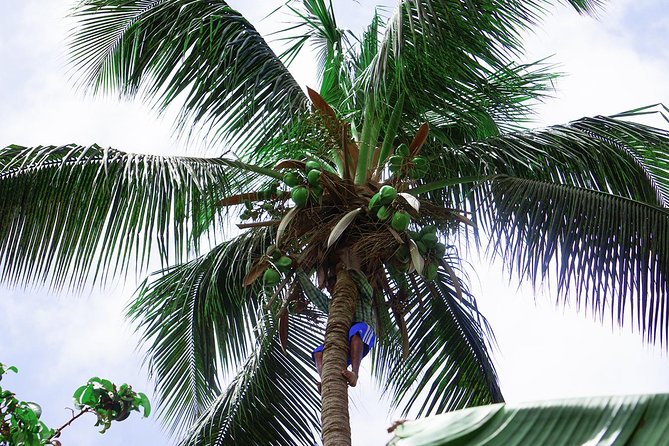 Santiago Island: Banana Plantation, Natural Park & Workshop with a local family - Price, Time, and Getting From Praia Without Fuss