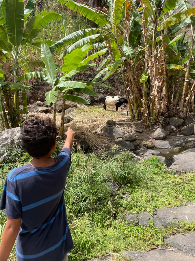 Santo Antão Highlights: Day Trip by Car with Ferry from SV - Why Santo Antão feels different from the start