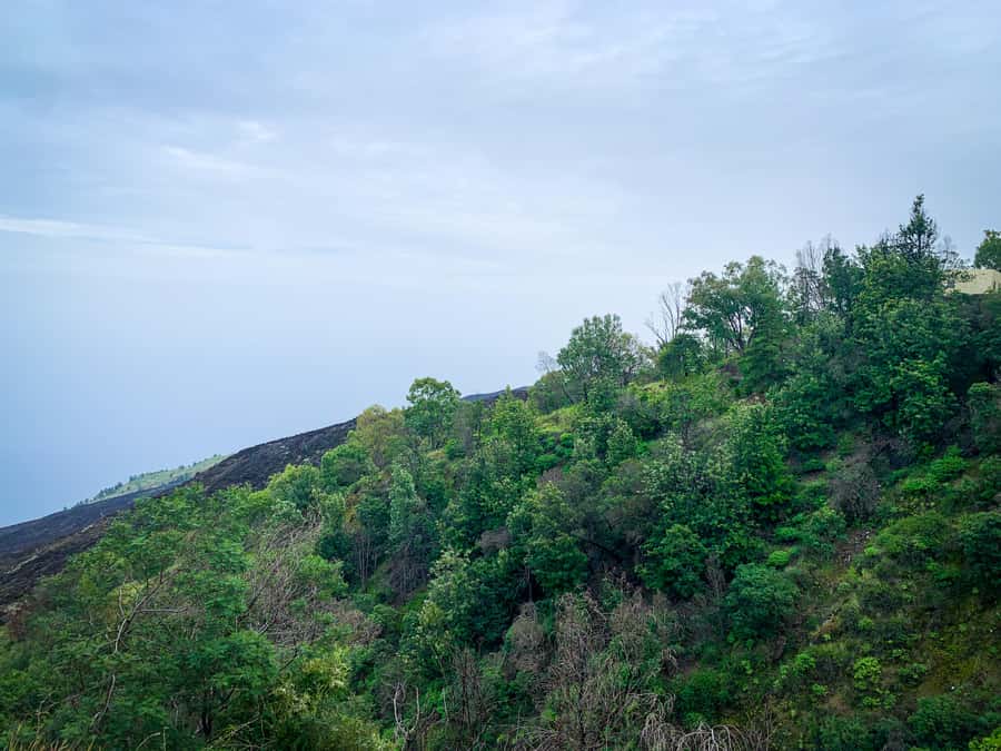 Sao Filipe: Coffee Plantation and Natural Pools Day Trip - Mosteiros coffee country, where you learn the plant and the volcanic terrain