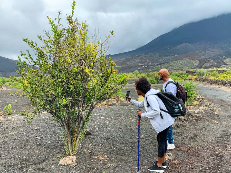 São Filipe: Fogo Volcano with Wine and Cheese Tasting - Timing, group size, and guide quality: the variables that affect your day