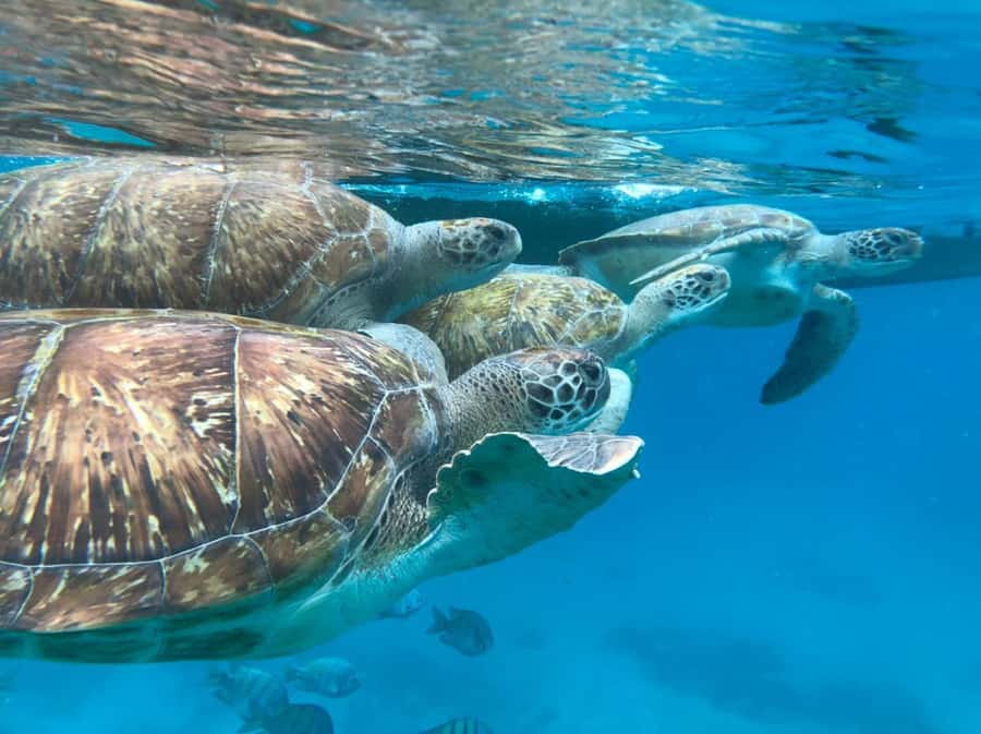 São Vicente: Snorkel with Sea Turtles Adventure - Key things to know before you go