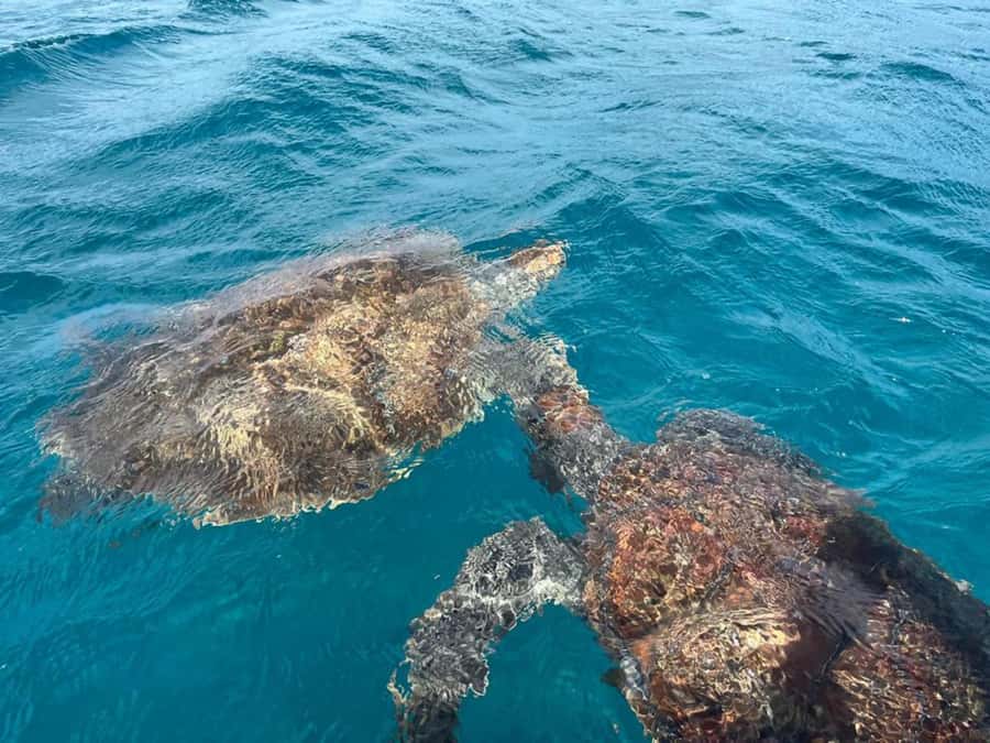 São Vicente: Snorkel with Sea Turtles Adventure - São Vicente Sea Turtles: Why This Trip Feels So Special (Even If You’ve Snorkeled Before)