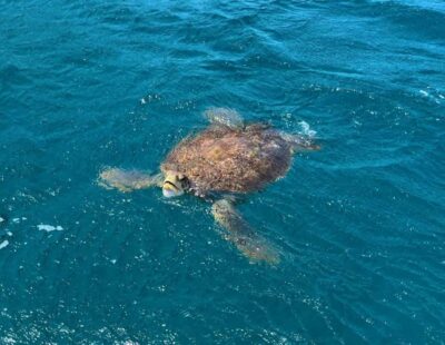 Snorkel with Sea Turtles Adventure