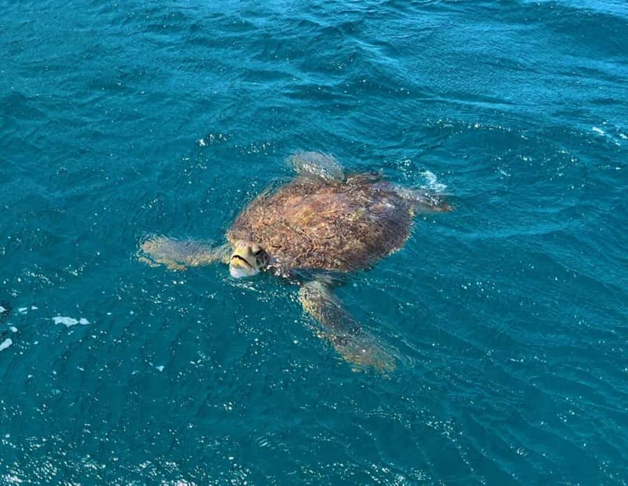 São Vicente: Snorkel with Sea Turtles Adventure - Getting to São Pedro: Pickup, Gear, and the Safety Briefing That Matters