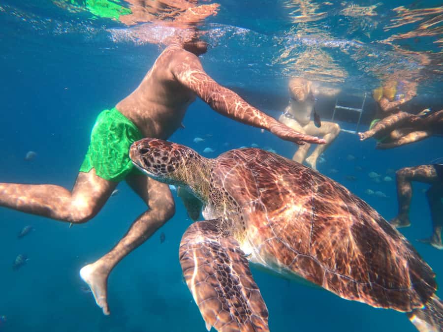 São Vicente: Snorkeling with Turtles Breathtaking Experience - Key points to know before you go