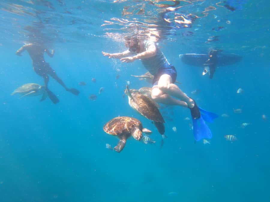São Vicente: Snorkeling with Turtles Breathtaking Experience - The São Pedro turtle story you are actually swimming inside