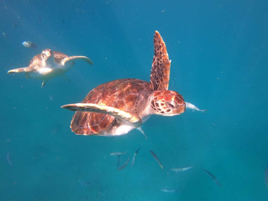 São Vicente: Snorkeling with Turtles Breathtaking Experience - Fishermen’s boat ride: local rhythm, small group control