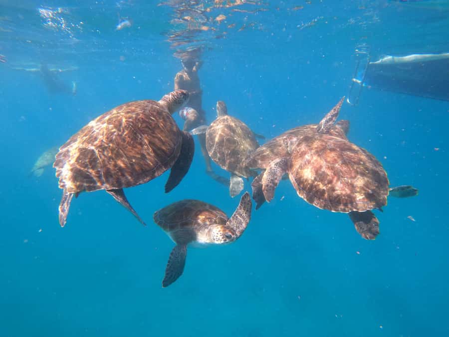 São Vicente: Snorkeling with Turtles Breathtaking Experience - Equipment and briefing: what you get, and how to use it well