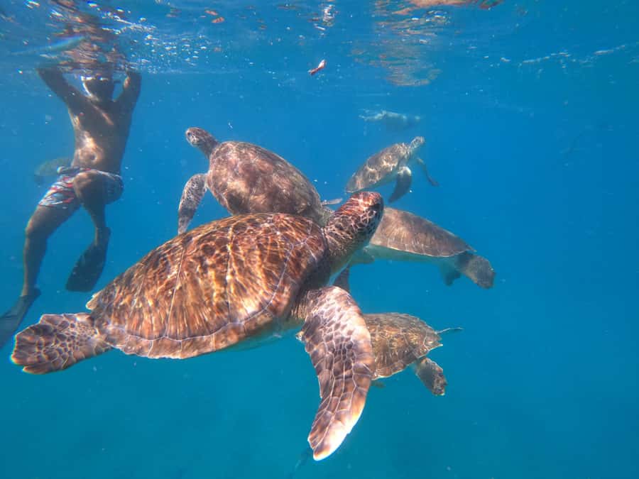 São Vicente: Snorkeling with Turtles Breathtaking Experience - Language and guide support: a fair heads-up before you book