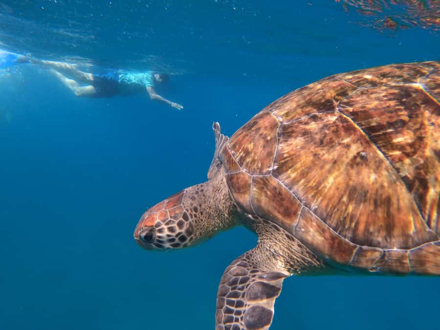 São Vicente: Snorkeling with Turtles Breathtaking Experience - Price and value: why $88 can be worth it here