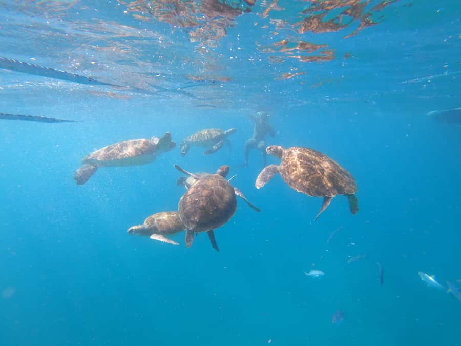 São Vicente: Snorkeling with Turtles Breathtaking Experience - What to bring: your comfort list for saltwater and sun