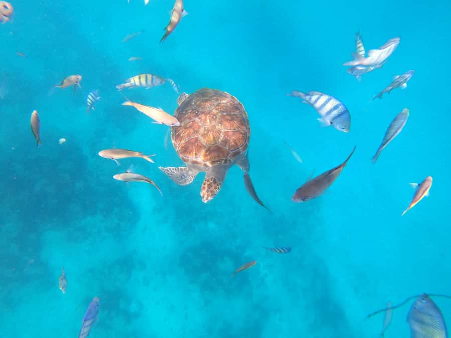 São Vicente: Snorkeling with Turtles Breathtaking Experience - How the timing really works: pickup, São Pedro, then your water time