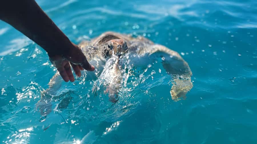 São Vicente: Swimming and Snorkeling Tour with Sea Turtles - Key things to know before you go