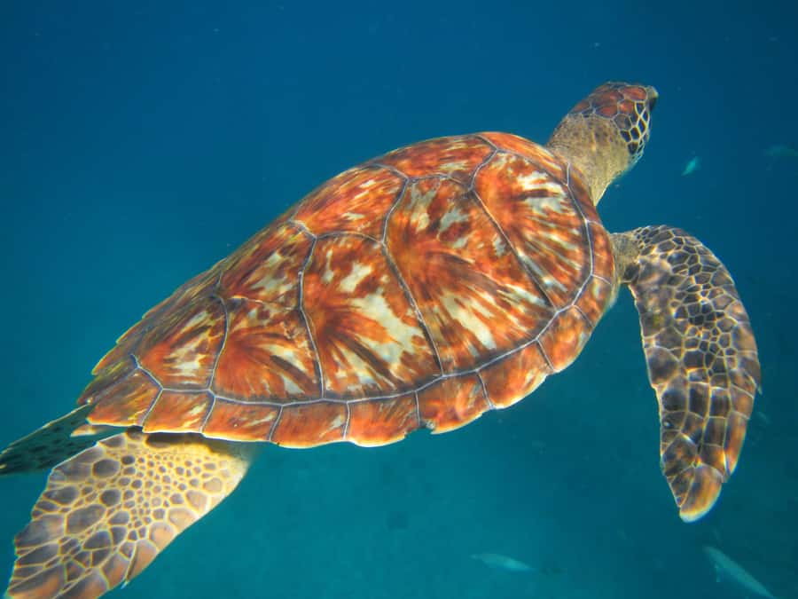 São Vicente: Swimming and Snorkeling Tour with Sea Turtles - From Mindelo to São Pedro: how this turtle tour really runs