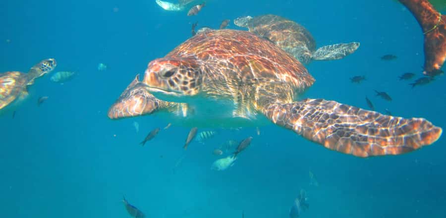 São Vicente: Swimming and Snorkeling Tour with Sea Turtles - Snorkeling with sea turtles: what you’ll do and what you won’t
