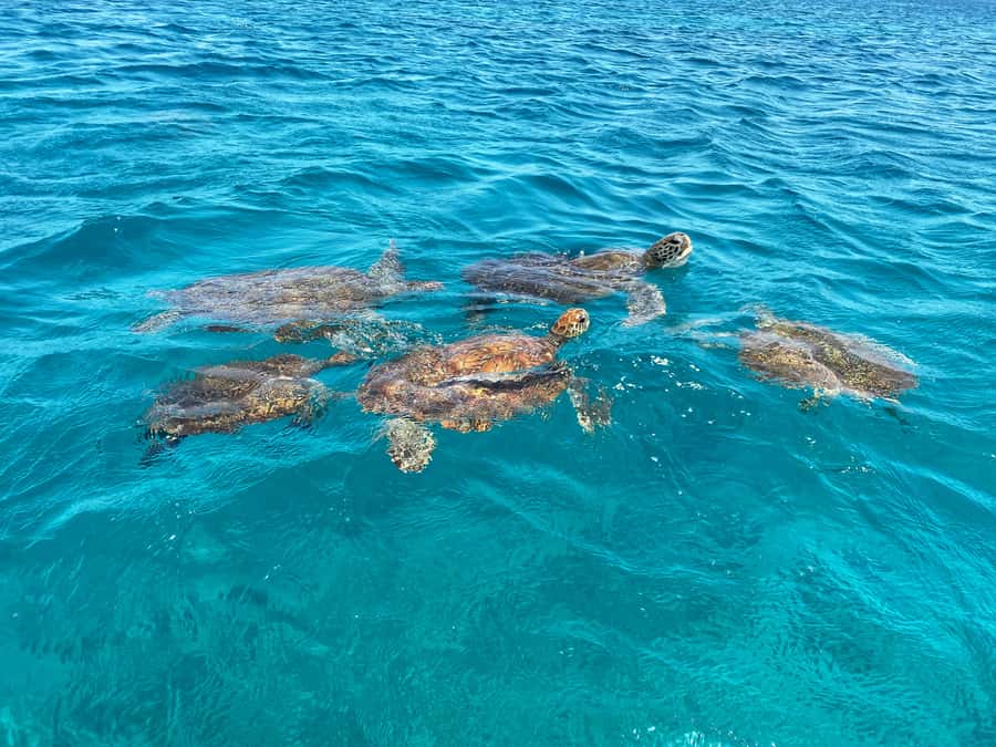 São Vicente: Swimming and Snorkeling Tour with Sea Turtles - The São Pedro swim: fishermen’s boat, quick ride, clear water