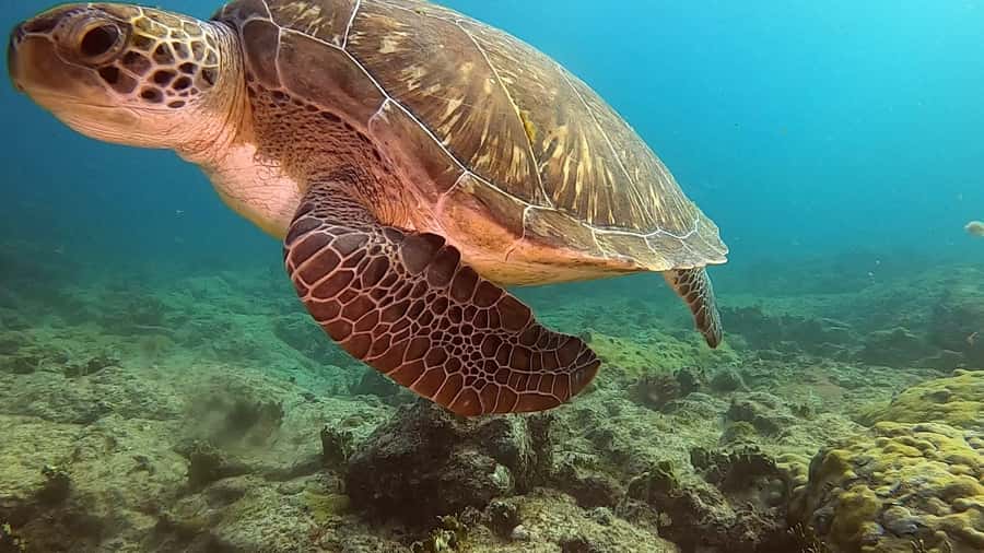 Short Snorkeling Trip - How the 2 hours typically run: short boat ride, real water time