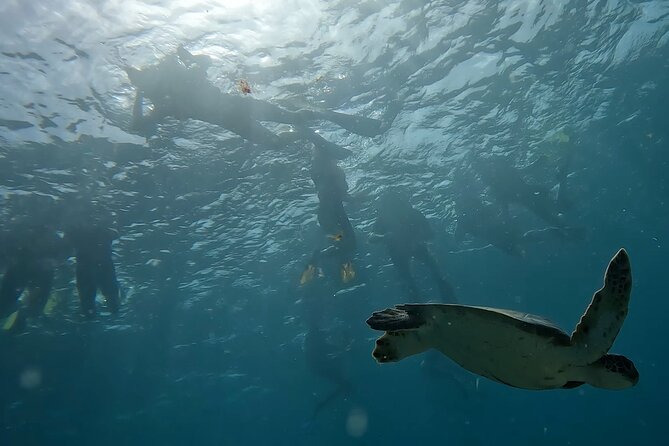 Snorkeling Experience in Santa Maria Bay by boat - What You Can Expect to See: Fish, Sea Turtles, and Surface Viewing