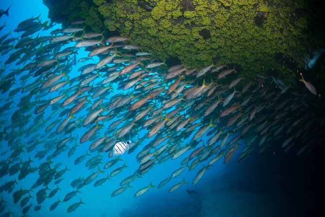 Snorkeling Experience in Santa Maria Bay by boat - Waves, Swell, and Comfort in Santa Maria Bay