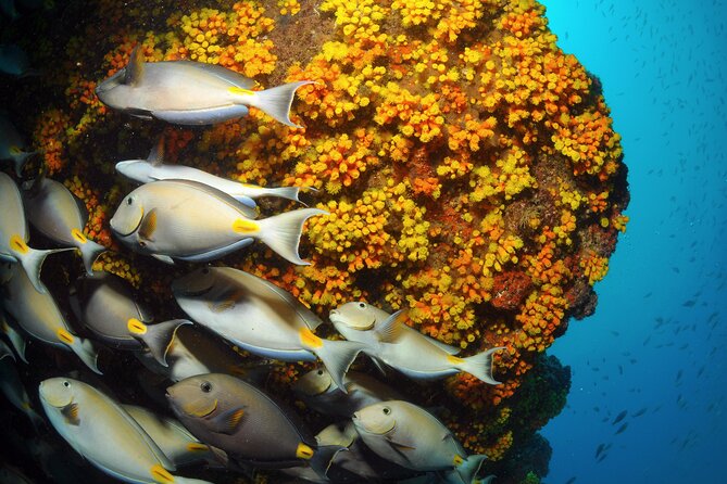 Snorkeling Experience in Santa Maria Bay by boat - Your Afternoon Plan: 2:00 PM Start, Pickup, and Getting There