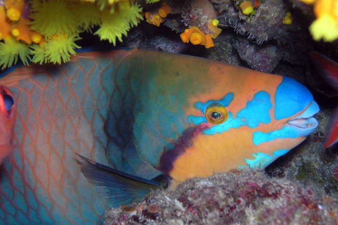 Snorkeling Tour - Key Highlights