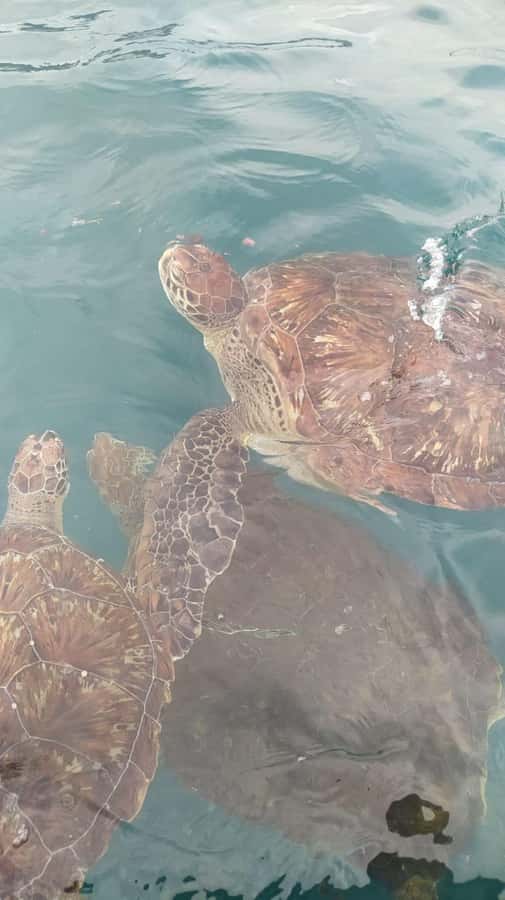 Snorkeling with Turtles - Getting From Mindelo to São Pedro, Smooth and Simple